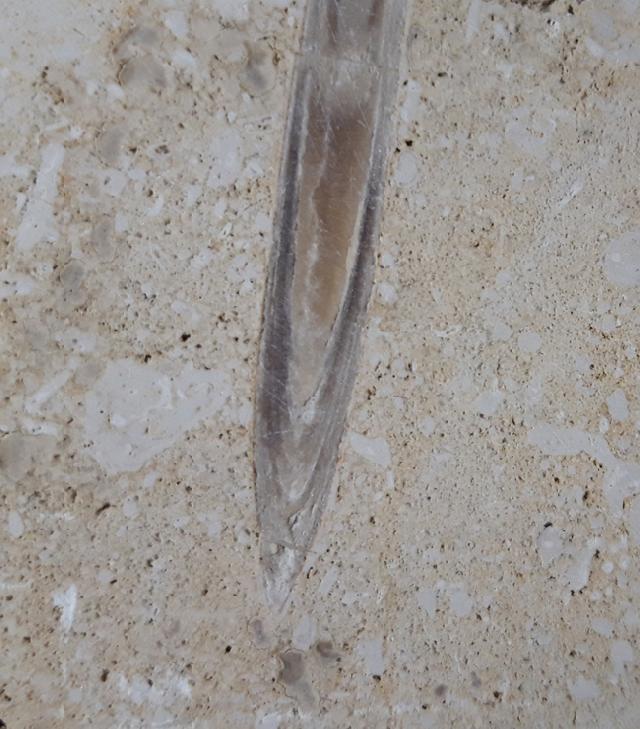 Hibolithes sp. (MONTFORT 1808) & Becherschwamm indet. - Bild &copy; FossNet FossilienStore